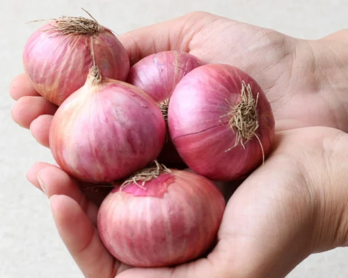Fresh Farm Onions
